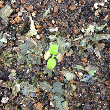 Holy Basil Tulsi Aug 20 2020 5 - Krishna Tulsi Transferred RIGHT