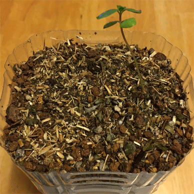 Holy Basil Tulsi Aug 21 2020 33 - Krishna Tulsi Transferred to a PET bottle Self Watering Pot