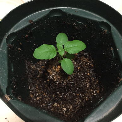 Holy Basil Tulsi Aug 21 2020 37 - Krishna Tulsi 1gou Soil Changing process