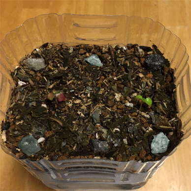 Holy Basil Tulsi Aug 21 2020 42 - Krishna Tulsi Transferred to a PET bottle Self Watering Pot gif.gifHoly Basil Tulsi Aug 21 2020 42 - Krishna Tulsi Transferred to a PET bottle Self Watering Pot