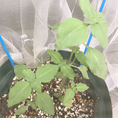 Holy Basil Tulsi Aug 22 2020 19 - Oya Tulsi with Insect Repellent Screen Evening