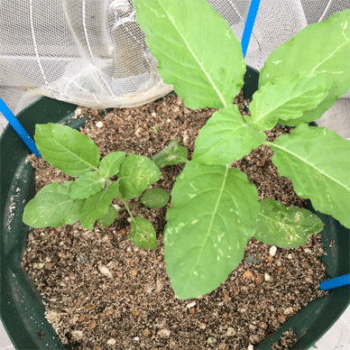 Holy Basil Tulsi Aug 22 2020 27 - Krishna Tulsi with Insect Repellent Screen Lime mixed