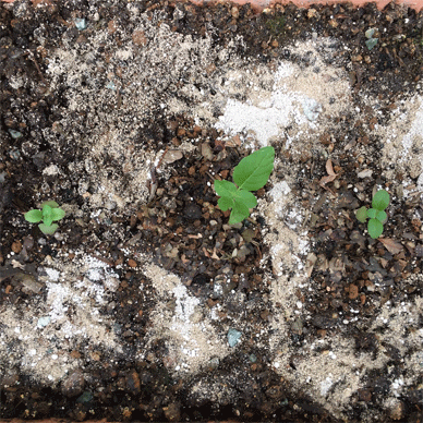 Holy Basil Tulsi Aug 22 2020 28 - Krishna Tulsi Transplanted Lime mixed