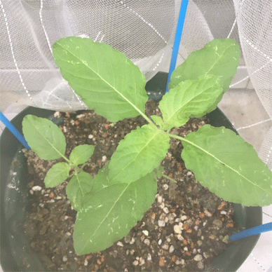 Holy Basil Tulsi Aug 23 2020 2 - Krishna Tulsi with Insect Repellent Screen