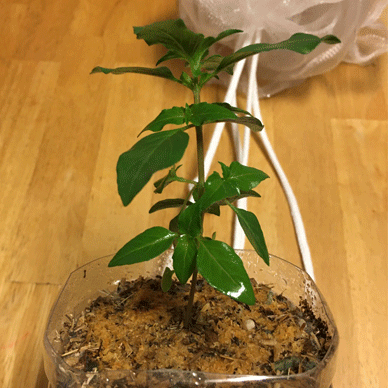 Holy Basil Tulsi Aug 24 2020 3 - Oya Tulsi 2gou Morning