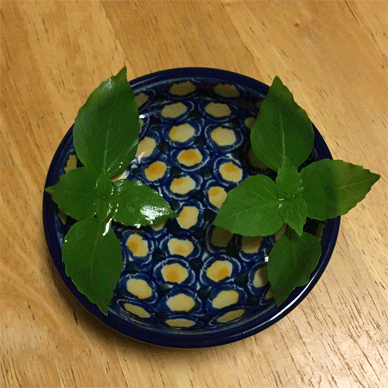 Holy Basil Tulsi Aug 25 2020 15 - Oya Tulsi tops picked from outdoor grown ones