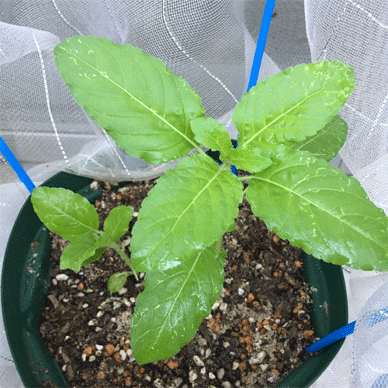 Holy Basil Tulsi Aug 25 2020 30 - Krishna Tulsi with anti bug screen ready to be picked