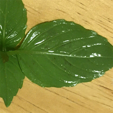 Holy Basil Tulsi Aug 25 2020 34 - Oya Tulsi with anti bug screen started to have Purple maybe