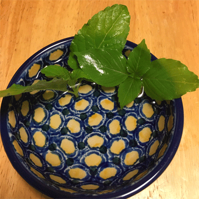 Holy Basil Tulsi Aug 25 2020 35 - Krishna and Oya Tulsi with anti bug screen Picked