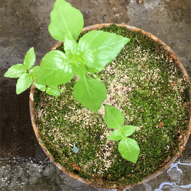 Holy Basil Tulsi Aug 25 2020 6 - Oya Tulsi in the Green Pot