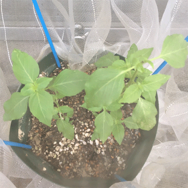 Holy Basil Tulsi Aug 27 2020 1 - Oya Tulsi with Insect Repellent Screen Morning