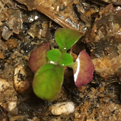 Holy Basil Tulsi Aug 27 2020 33 - The Last Krishna Tulsi 2020 Evening gif.gif