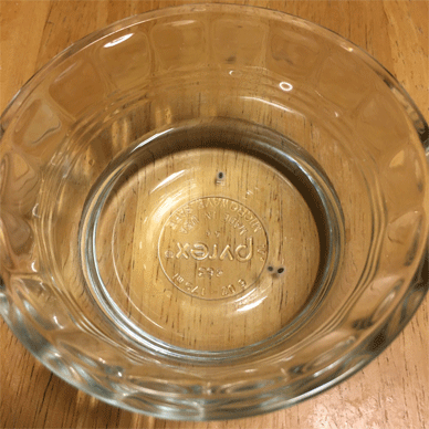 Holy Basil Tulsi Aug 28 2020 20 - Oya Tulsi Seeds from Hokkaido soaked over night gif.gif