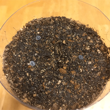 Holy Basil Tulsi Aug 28 2020 22 - Oya Tulsi Seeds from Hokkaido planted Morning gif.gif
