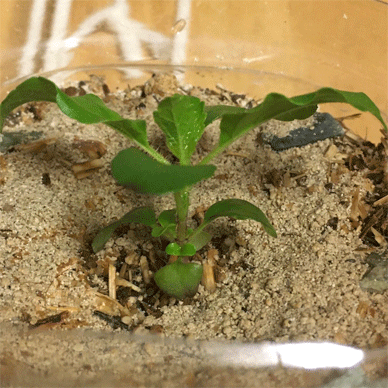Holy Basil Tulsi Aug 28 2020 4 - Krishna Tulsi 2gou Morning gif.gif