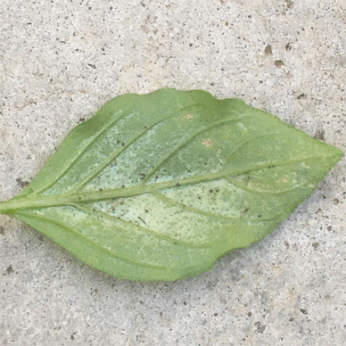 Holy Basil Tulsi Aug 29 2020 13 - Those tiniest bugs that ruin Tulsi leaves