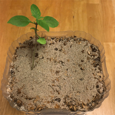 Holy Basil Tulsi Aug 29 2020 14 - Oya Tulsi from Yuko san with Organic Lime Fertilizer Morning