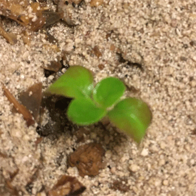 Holy Basil Tulsi Aug 29 2020 16 - The Last Krishna Tulsi with Organic Lime Fertilizer Morning