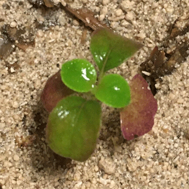 Holy Basil Tulsi Aug 29 2020 17 - The Last Krishna Tulsi with Organic Lime Fertilizer Morning