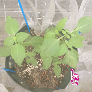 Holy Basil Tulsi Aug 29 2020 5 - Oya Tulsi with Insect Repellent Screen Morning gif.gif
