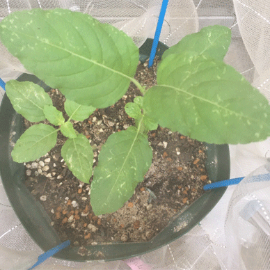 Holy Basil Tulsi Aug 29 2020 6 - Krishna Tulsi with Insect Repellent Screen Morning