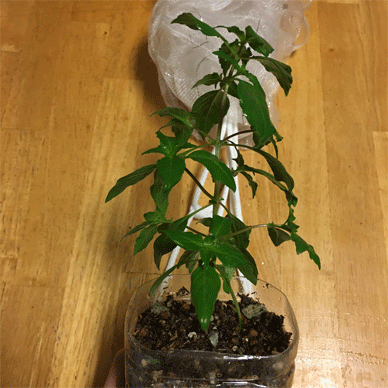 Holy Basil Tulsi Aug 31 2020 2 - Oya Tulsi 2gou Morning