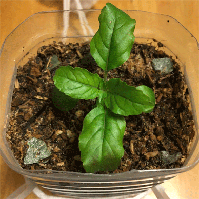 Holy Basil Tulsi Aug 31 2020 43 - Krishna Tulsi 2gou Purple or Browwn Evening