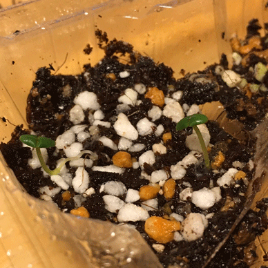 Holy Basil Tulsi Aug 6 2020 23 - Oya Tulsi buds of seeds from Yuko san have really dark green