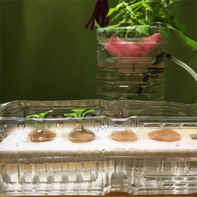 Holy Basil Tulsi Dec 10 2020 14 - New Hydroponic System for Krishna Tulsi (Seedlings Day 73 Seeds Day 15)