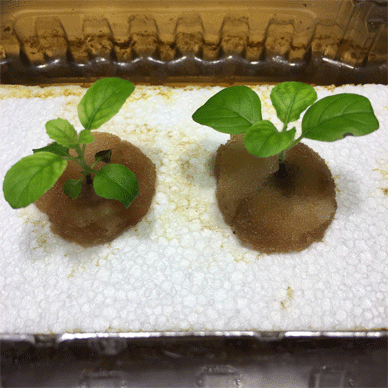 Holy Basil Tulsi Dec 10 2020 7 - New Hydroponic System for Krishna Tulsi (Seedlings Day 73 Seeds Day 15)