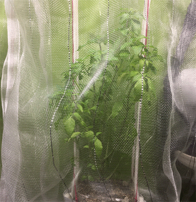 Holy Basil Tulsi Dec 1 2020 13 - Oya Tulsi 2gou Evening