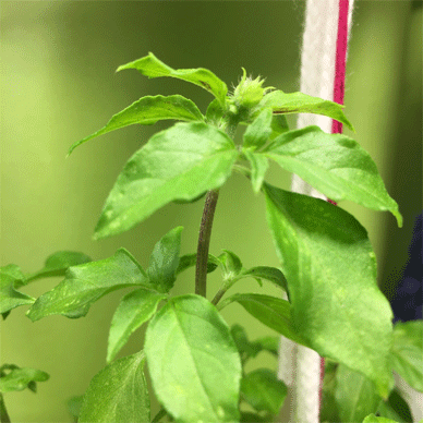 Holy Basil Tulsi Dec 1 2020 15 - Oya Tulsi 2gou 4th round of Flower Buds Evening
