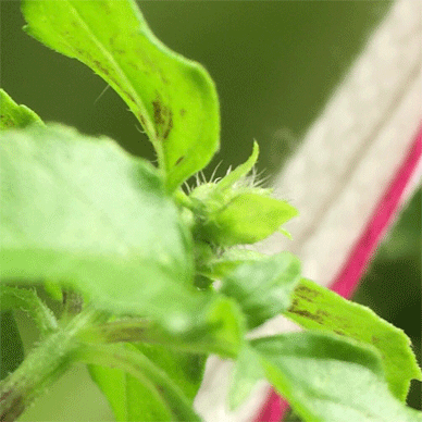 Holy Basil Tulsi Dec 1 2020 17 - Oya Tulsi 2gou 4th round of Flower Buds Purple