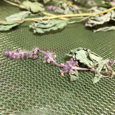 Holy Basil Tulsi Dec 1 2020 18 - Drying Harvest of Outdoor Oya Tulsi (Day 12)