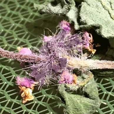 Holy Basil Tulsi Dec 1 2020 19 - Drying Harvest of Outdoor Oya Tulsi (Day 12)