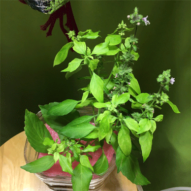 Holy Basil Tulsi Dec 13 2020 8 - Spikes of Outdoor Oya Tulsi in an Screen moved to indoor pot E