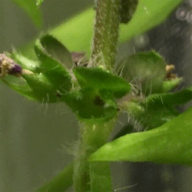 Holy Basil Tulsi Dec 13 2020 9 - Spikes of Outdoor Oya Tulsi in an Screen moved to indoor pot E