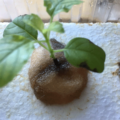 Holy Basil Tulsi Dec 15 2020 1 - New Hydroponc System for Krishna Tulsi (Seedlings Day 78 Seeds Day 20)