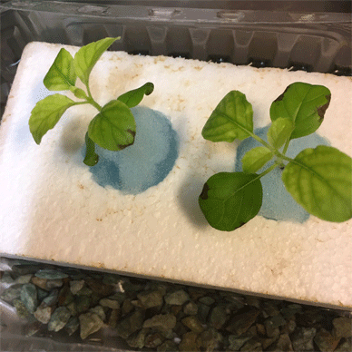 Holy Basil Tulsi Dec 15 2020 4 - New Hydroponc System for Krishna Tulsi (Seedlings Day 78 Seeds Day 20)