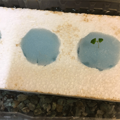 Holy Basil Tulsi Dec 15 2020 5 - New Hydroponic System for Krishna Tulsi (Seedlings Day 78 Seeds Day 20)