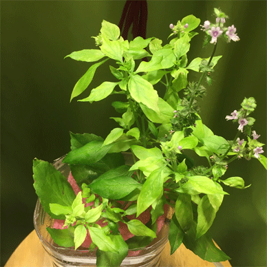 Holy Basil Tulsi Dec 16 2020 7 - Spikes of Outdoor Oya Tulsi in an Screen moved to indoor pot E