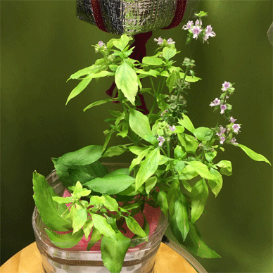 Holy Basil Tulsi Dec 18 2020 7 - Spikes of Outdoor Oya Tulsi in an Screen moved to indoor pot E