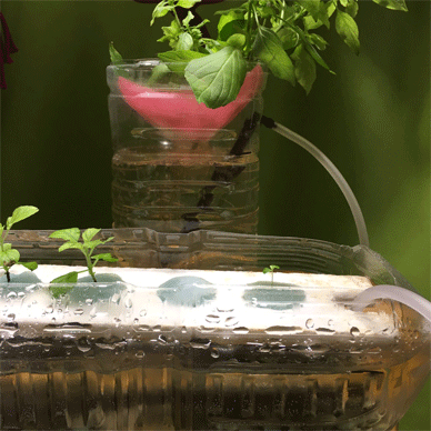Holy Basil Tulsi Dec 19 2020 17 - Changing Aquarium Air Pump to have Dual Outlet for Hydroponic Plants