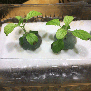 Holy Basil Tulsi Dec 21 2020 3 - New Hydroponic System for Krishna Tulsi (Seedlings Day 84 Seeds Day 26)