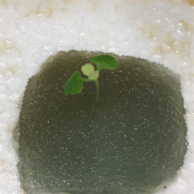 Holy Basil Tulsi Dec 21 2020 4 - New Hydroponic System for Krishna Tulsi (Seedlings Day 84 Seeds Day 26)