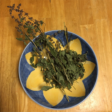 Holy Basil Tulsi Dec 2 2020 1 - Making Homemade Holy Basil Tea with Dried Oya Tulsi