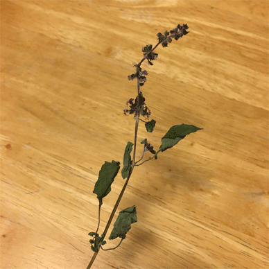 Holy Basil Tulsi Dec 2 2020 5 - Making Homemade Holy Basil Tea with Dried Oya Tulsi