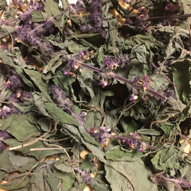 Holy Basil Tulsi Dec 2 2020 7 - Making Homemade Holy Basil Tea with Dried Oya Tulsi