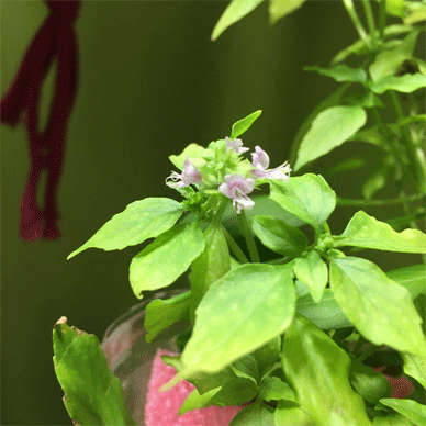 Holy Basil Tulsi Dec 28 2020 10 - Spikes of Outdoor Oya Tulsi in an Screen moved to indoor pot E