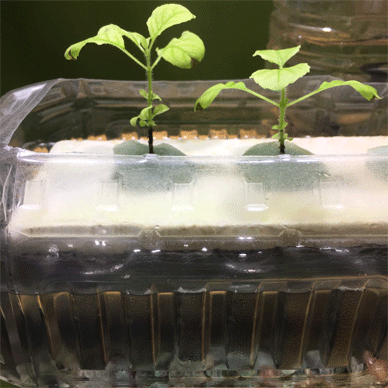 Holy Basil Tulsi Dec 29 2020 8 - New Hydroponic System for Krishna Tulsi (Seedlings Day 92 Seeds Day 34)
